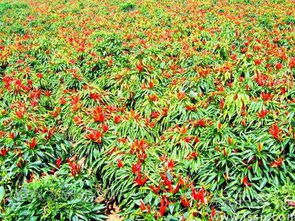 辣椒植株管理与修剪技巧