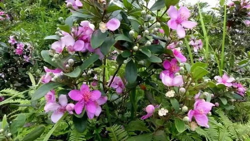 城市园林建设：美化城市， 增加城市绿意