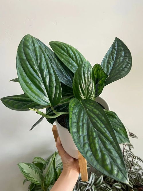 秘鲁龟背竹， 不一样的光泽