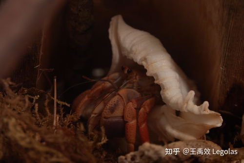 养寄居蟹的沙子变臭，需清洗以保持水质