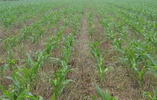 莠去津：根深叶茂，无所不Neng