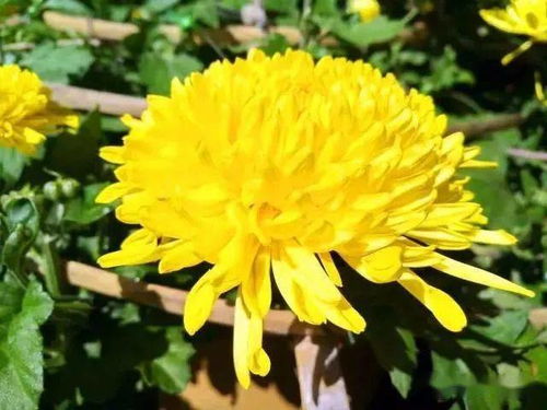 野菊：耐寒的勇士