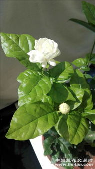 茉莉花病虫害防治