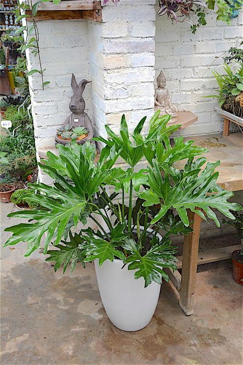 一、春羽小档案：它们是谁？