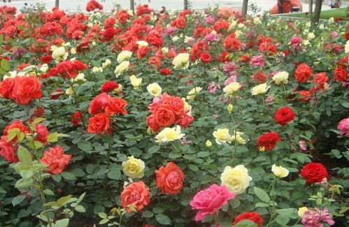 月季花品种繁多，探究各类品种