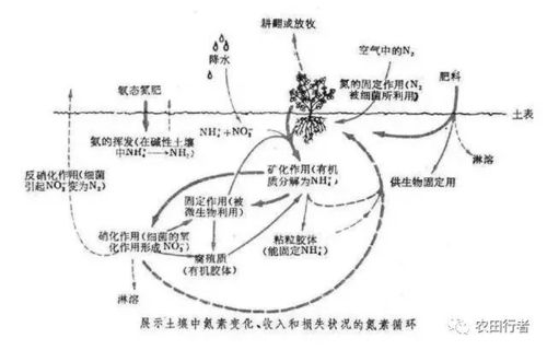 硝态氮和铵态氮肥料哪种见效更快，对作物生长影响更大