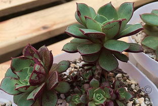罗西玛多肉植物，如何养护才能让它绽放光彩