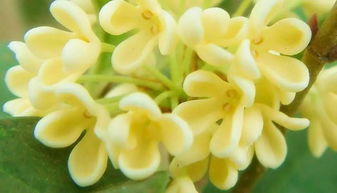 桂花为何突然停止绽放？花季是否已过