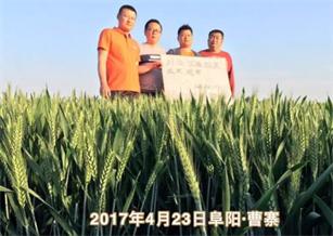 田间试验， 效果杠杠的