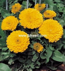 金盏菊的生长方法， 你知道吗