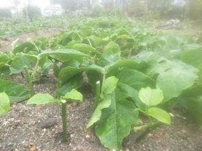 扦插苗，就像是坚强的孩子，不怕挤