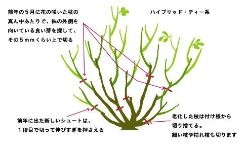 高效修剪技巧：四步完成八宝树畜牧管理优化