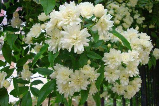 南北方的花，怎么选不踩坑？