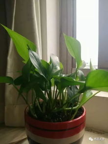 染后 喷水增湿，让绿萝喝饱水