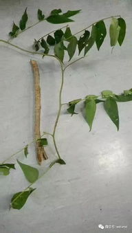 叶子根茎，蕴藏生命奥秘