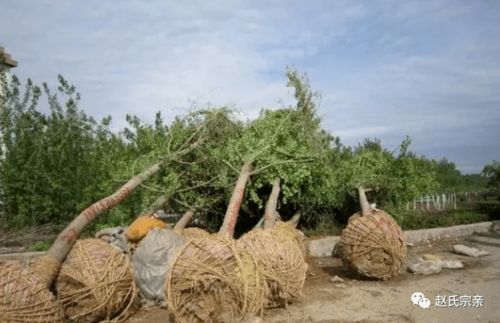 春天种树， 黄金时节
