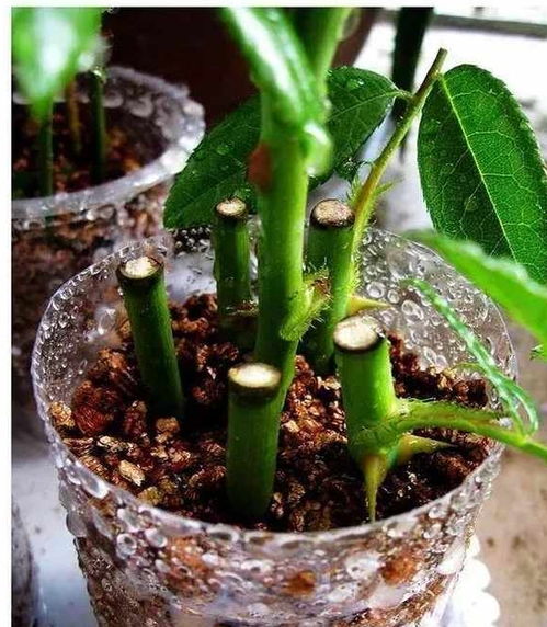 月季冬季扦插， 选枝条像挑媳妇，选激素像买彩票