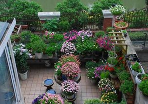 荷包牡丹：春天开花， 角落里Zui美