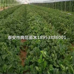 巧克力布丁果种植：成本与收益分析