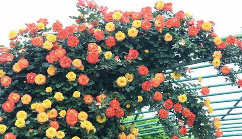 藤本月季的阳光与生长