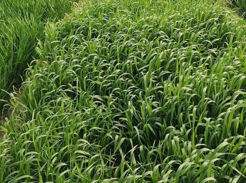 除草剂残留， 辣椒成长的阴影