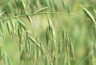 麦子播种后的那些事儿