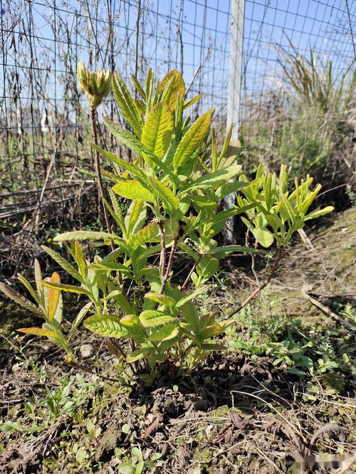 在贵州山地气候下 山药种植的时节奥秘