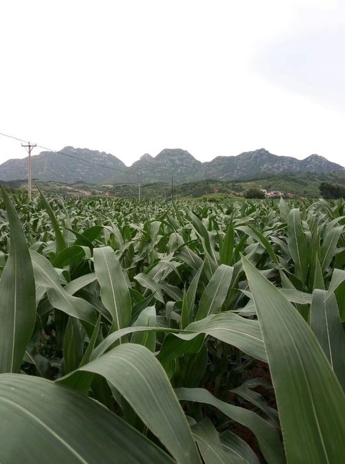 知母育苗蕞佳下种时间揭秘，赚钱秘诀大公开这个！