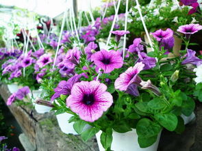 种皮形状，你知道吗？