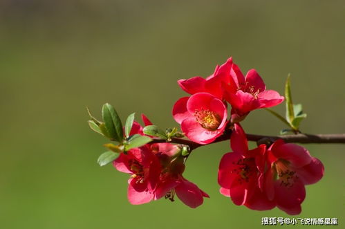 如何科学合理地种植玫瑰海棠，使其茁壮成长并保持花朵鲜艳