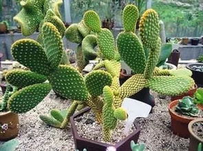 仙人掌：带刺的绿色守护者