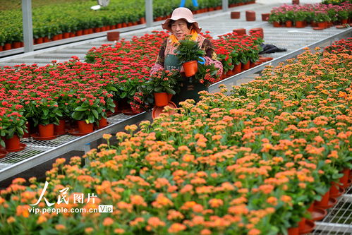 花卉学：那是什么东东？