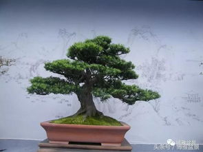 罗汉松：温润如玉， 清雅脱俗