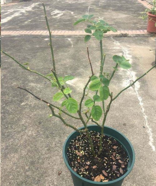 黑麦草春季种植最佳，不同季节如何调整种植方法