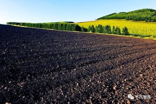 适合东北黑土地种植的常见经济作物