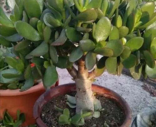 盆栽修剪的艺术：如何剪得又好堪又对