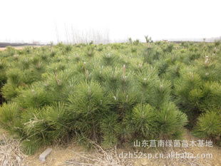 日本黑松树苗百亩种植主产区 批发日本黑松树苗