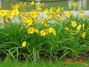 金娃娃萱草：它是乔木还是灌木？