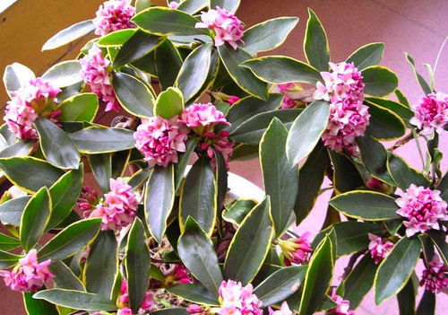 香花种植小贴士