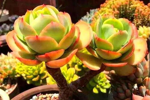 多肉碧桃种植大盆还是小盆更适合，对根系生长和美观有影响吗