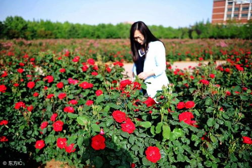 冬季保护地栽月季的几个小妙招