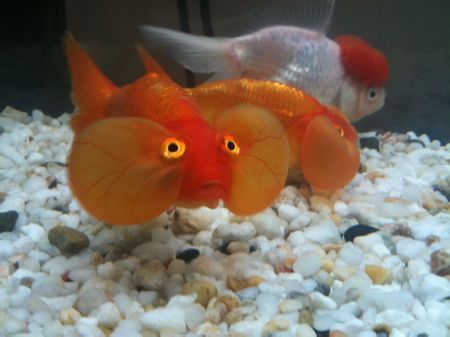 金鱼繁殖， 揭秘那些你不知道的小秘密