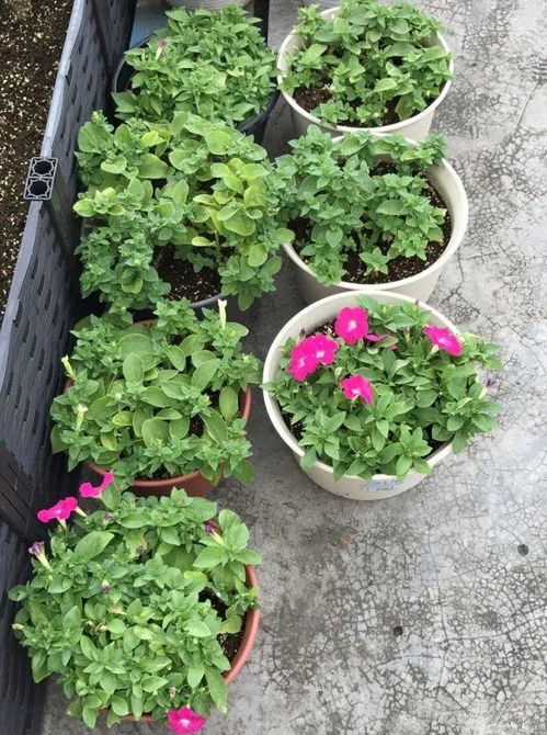 玛格丽特木春菊扦插，如何提高成活率