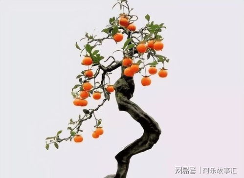 夏季给金弹子换盆会影响其生长吗？