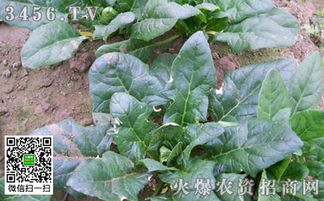 其他作物的叶斑病怎么治？