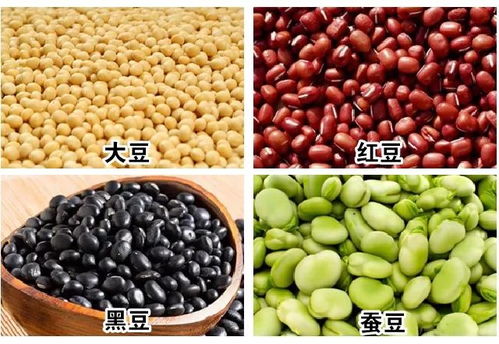 黑小豆在什么季节播种最适宜，何时是播种黑小豆的最佳时期