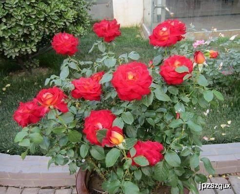 盆栽月季花老不开花？教你几招轻松催花