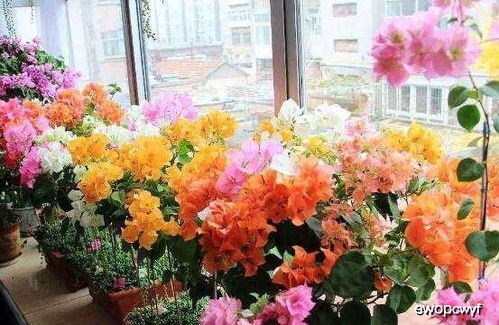 金盏菊种植时如何进行科学管理，确保其开花旺盛且病虫害少