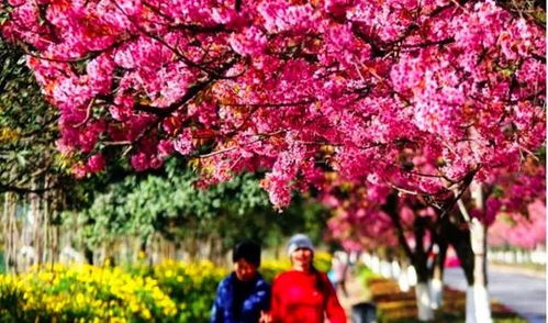 冬樱花开花的季节揭秘