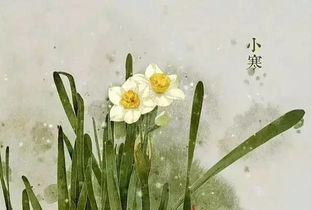 南方北方皆宜，洋水仙露地过冬秘籍！